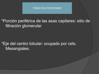 *Porción periférica de las asas capilares: sitio de filtración glomerular*Eje del centro lobular: ocupado por cels. Mesangiales.TIENE DOS PORCIONES