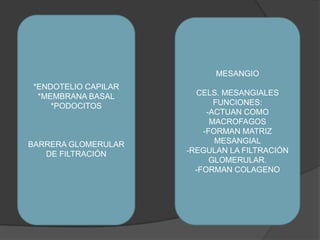 *ENDOTELIO CAPILAR*MEMBRANA BASAL*PODOCITOSBARRERA GLOMERULAR DE FILTRACIÓNMESANGIOCELS. MESANGIALESFUNCIONES:-ACTUAN COMO MACROFAGOS-FORMAN MATRIZ MESANGIAL-REGULAN LA FILTRACIÓN GLOMERULAR.-FORMAN COLAGENO