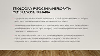 ETIOLOGÍAY PATOGENIA: NEFROPATÍA
MEMBRANOSA PRIMARIA
• El grupo de Ronco fué el primero en demostrar la participación decisiva de un antígeno
podocitario (neutral-endopeptidasa) en un caso de NM infantil.
• Posteriormente se demostró que otra proteína podocitaria, el receptor de la fosfolipasa
A2 del tipo M (PLA2R en sus siglas en inglés), constituye el antígeno responsable de un
70-80% de las NM primarias.
• Los anticuerpos formados contra esta proteína (IgG4 principalmente) atraviesan el
capilar glomerular y se unen a la proteína a lo largo de la vertiente externa, o
subepitelial, de la pared capilar, formando los típicos depósitos subepiteliales.
 