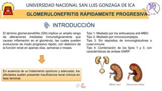 GLOMERULONEFRITIS RÁPIDAMENTE PROGRESIVA
UNIVERSIDAD NACIONAL SAN LUIS GONZAGA DE ICA
INTRODUCCIÓN
El término glomerulonefritis (GN) implica un amplio rango
de alteraciones mediadas inmunológicamente que
causan inflamación en el glomérulo, las cuales pueden
evolucionar de modo progresivo rápido, con deterioro de
la función renal en apenas días, semanas o meses.
En ausencia de un tratamiento oportuno y adecuado, los
afectados suelen presentar insuficiencia renal crónica en
fase terminal.
Tipo 1: Mediado por los anticuerpos anti-MBG
Tipo 2: Mediado por inmunocomplejos.
Tipo 3: Sin depósitos de inmunoglobulinas o
cuasi-inmune
Tipo 4: Combinación de los tipos 1 y 3, con
características de ambas GNRP.
 