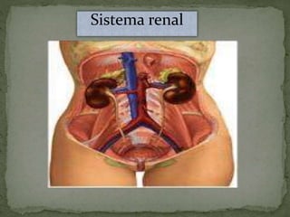 Sistema renal
 