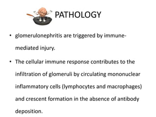 PATHOLOGY

• glomerulonephritis are triggered by immune-

  mediated injury.

• The cellular immune response contributes to the

  infiltration of glomeruli by circulating mononuclear

  inflammatory cells (lymphocytes and macrophages)

  and crescent formation in the absence of antibody

  deposition.
 