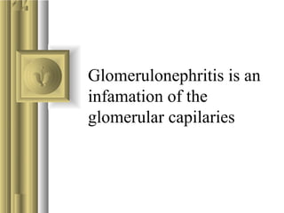 Glomerulonephritis is an
infamation of the
glomerular capilaries

 