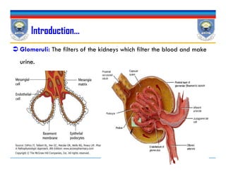Introduction…
 Glomeruli: The filters of the kidneys which filter the blood and make
urine.
6
 