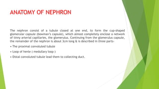 ANATOMY OF NEPHRON
The nephron consist of a tubule closed at one end, to form the cup-shaped
glomerular capsule (bowman’s capsule), which almost completely enclose a network
of tinny arterial capillaries, the glomerulus. Continuing from the glomerulus capsule,
the remainder of the nephron is about 3cm long & is described in three parts-
• The proximal convoluted tubule
• Loop of henle ( medullary loop )
• Distal convoluted tubule lead them to collecting duct.
 