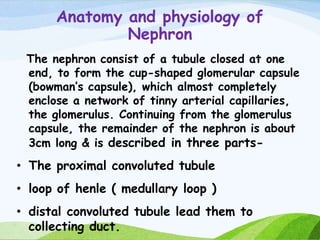 Anatomy and physiology of
Nephron
The nephron consist of a tubule closed at one
end, to form the cup-shaped glomerular capsule
(bowman’s capsule), which almost completely
enclose a network of tinny arterial capillaries,
the glomerulus. Continuing from the glomerulus
capsule, the remainder of the nephron is about
3cm long & is described in three parts-
• The proximal convoluted tubule
• loop of henle ( medullary loop )
• distal convoluted tubule lead them to
collecting duct.
 