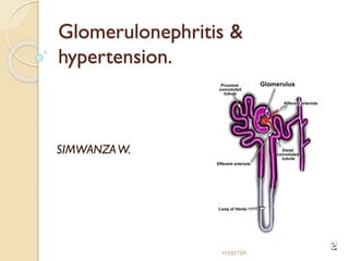 Glomerulonephritis &
hypertension.
SIMWANZAW.
WEBSTER
 