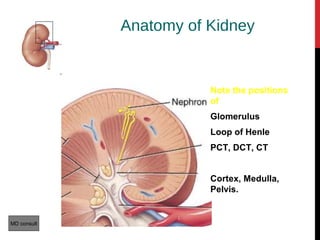 11
Anatomy of Kidney
Note the positions
of
Glomerulus
Loop of Henle
PCT, DCT, CT
Cortex, Medulla,
Pelvis.
MD consult
 