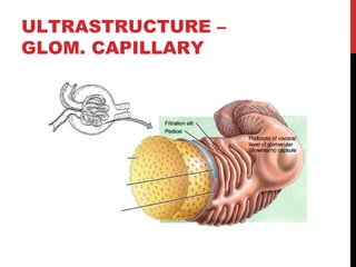 ULTRASTRUCTURE –
GLOM. CAPILLARY
 