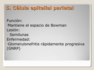 5. Célula epitelial parietal5. Célula epitelial parietal
Función:
•Mantiene el espacio de Bowman
Lesión:
- Semilunas
Enfermedad:
Glomerulonefritis rápidamente progresiva
(GNRP)
 