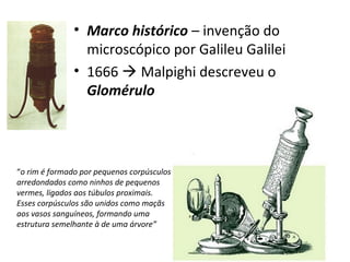 • Marco histórico – invenção do
microscópico por Galileu Galilei
• 1666  Malpighi descreveu o
Glomérulo

“o rim é formado por pequenos corpúsculos
arredondados como ninhos de pequenos
vermes, ligados aos túbulos proximais.
Esses corpúsculos são unidos como maçãs
aos vasos sanguíneos, formando uma
estrutura semelhante à de uma árvore”

 