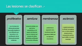 proliferativo
↑ en el número de
células glomerulares
que puede obedecer a
una infiltración por
leucocitos o a la
proliferación de las
células glomerulares
residentes.
semiluna
cúmulo de células, con
esta forma
característica, en el
espacio de Bowman
que se compone casi
siempre de células
epiteliales proliferadas
y monocitos infiltrados.
membranosa
predomina la
expansión de la
membrana basal del
glomérulo (MBG) por
los depósitos
inmunitarios.
esclerosis
↑ material extracelular
no fibrilar homogéneo
con un mismo aspecto
ulraestructural y
composición química
que la MBG y la matriz
mesangial.
Las lesiones se clasifican .-
 