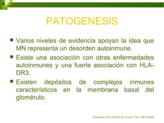 PATOGENESIS
 Varios niveles de evidencia apoyan la idea que
MN representa un desorden autoinmune.
 Existe una asociación con otras enfermedades
autoinmunes y una fuerte asociación con HLA-
DR3.
 Existen depósitos de complejos inmunes
característicos en la membrana basal del
glomérulo.
Diseases of the Kidney & Urinary Tract, 8th Edition
 