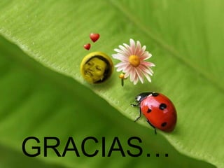 GRACIAS… 