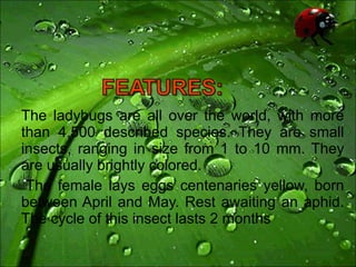 The ladybugs are all over the world, with more than 4,500 described species. They are small insects, ranging in size from 1 to 10 mm. They are usually brightly colored. The female lays eggs centenaries yellow, born between April and May. Rest awaiting an aphid. The cycle of this insect lasts 2 months 