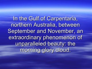 In the Gulf of Carpentaria, northern Australia, between September and November, an extraordinary phenomenon of unparalleled beauty: the morning glory cloud. 