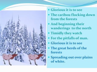  Glorious it is to see
The caribou flocking down
from the forests
And beginning their
wanderings to the north
Timidly they watch
For the pitfalls of man.
Glorious it is to see
The great herds of the
forests
Spreading out over plains
of white.
