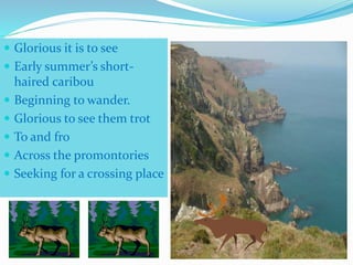 Glorious it is to see
Early summer’s short-
haired caribou
Beginning to wander.
Glorious to see them trot
To and fro
Across the promontories
Seeking for a crossing place