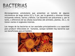 Microorganismos unicelulares que presentan un tamaño de algunos 
micrómetros de largo (entre 0,5 y 5 μm, por lo general) y diversas formas 
incluyendo esferas, barras y hélices. Las bacterias son procariotas y, por lo 
tanto, a diferencia de las células eucariotas (de animales, plantas, etc.), no 
tienen núcleo ni orgánulos internos. 
Los riesgos de las bacterias es tan asociados principalmente a su capacidad 
para producir infecciones en humanos, aunque también hay bacterias que 
son beneficiosas para el hombre. 
 