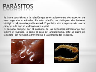 Se llama parasitismo a la relación que se establece entre dos especies, ya 
sean vegetales o animales. En esta relación, se distinguen dos factores 
biológicos: el parásito y el huésped. El parásito vive a expensas de la otra 
especie, a la que se le denomina huésped. 
El parásito compite por el consumo de las sustancias alimentarias que 
ingiere el huésped, o como el caso del anquilostoma, éste se nutre de 
la sangre del huésped, adhiriéndose a las paredes del intestino. 
 