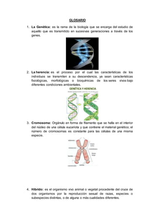 GLOSARIO
1. La Genética: es la rama de la biología que se encarga del estudio de
aquello que es transmitido en sucesivas generaciones a través de los
genes.
2. La herencia: es el proceso por el cual las características de los
individuos se transmiten a su descendencia, ya sean características
fisiológicas, morfológicas o bioquímicas de los seres vivos bajo
diferentes condiciones ambientales.
3. Cromosoma: Orgánulo en forma de filamento que se halla en el interior
del núcleo de una célula eucariota y que contiene el material genético; el
número de cromosomas es constante para las células de una misma
especie.
4. Híbrido: es el organismo vivo animal o vegetal procedente del cruce de
dos organismos por la reproducción sexual de razas, especies o
subespecies distintas, o de alguna o más cualidades diferentes.
 