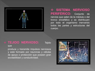  TEJIDO NERVIOSO: Tejido
que
produce y transmite impulsos nerviosos
y está formado por neuronas y células
de apoyo o protección que poseen gran
excitabilidad y conductividad.
 SISTEMA NERVIOSO
PERIFÉRICO: Conjunto de
nervios que salen de la médula o del
tronco encefálico y se distribuyen
por todo el organismo inervando
todos las partes y estructuras del
cuerpo.
 