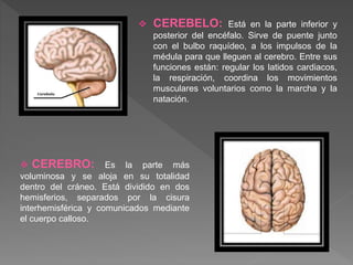  CEREBELO: Está en la parte inferior y
posterior del encéfalo. Sirve de puente junto
con el bulbo raquídeo, a los impulsos de la
médula para que lleguen al cerebro. Entre sus
funciones están: regular los latidos cardiacos,
la respiración, coordina los movimientos
musculares voluntarios como la marcha y la
natación.
 CEREBRO: Es la parte más
voluminosa y se aloja en su totalidad
dentro del cráneo. Está dividido en dos
hemisferios, separados por la cisura
interhemisférica y comunicados mediante
el cuerpo calloso.
 