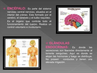  ENCÉFALO: Es parte del sistema
nervioso central nervioso, situados en el
interior del cráneo. Esta formado por el
cerebro, el cerebelo y el bulbo raquídeo.
Es el órgano que controla todo el
funcionamiento del cuerpo. Realiza un
control voluntario e involuntario.
 GLÁNDULAS
ENDOCRINAS: Es donde las
secreciones son liberadas directamente al
torrente sanguíneo. Aquí es donde se
alojan las hormonas y luego se distribuye.
No poseen conductos y tienen una
elevada irrigación.
 