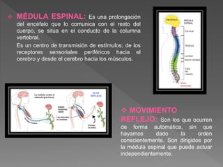  MÉDULA ESPINAL: Es una prolongación
del encéfalo que lo comunica con el resto del
cuerpo, se sitúa en el conducto de la columna
vertebral.
Es un centro de transmisión de estímulos; de los
receptores sensoriales periféricos hacia el
cerebro y desde el cerebro hacia los músculos.
 MOVIMIENTO
REFLEJO: Son los que ocurren
de forma automática, sin que
hayamos dado la orden
conscientemente. Son dirigidos por
la médula espinal que puede actuar
independientemente.
 