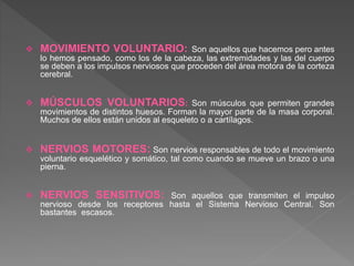  MOVIMIENTO VOLUNTARIO: Son aquellos que hacemos pero antes
lo hemos pensado, como los de la cabeza, las extremidades y las del cuerpo
se deben a los impulsos nerviosos que proceden del área motora de la corteza
cerebral.
 MÚSCULOS VOLUNTARIOS: Son músculos que permiten grandes
movimientos de distintos huesos. Forman la mayor parte de la masa corporal.
Muchos de ellos están unidos al esqueleto o a cartílagos.
 NERVIOS MOTORES: Son nervios responsables de todo el movimiento
voluntario esquelético y somático, tal como cuando se mueve un brazo o una
pierna.
 NERVIOS SENSITIVOS: Son aquellos que transmiten el impulso
nervioso desde los receptores hasta el Sistema Nervioso Central. Son
bastantes escasos.
 