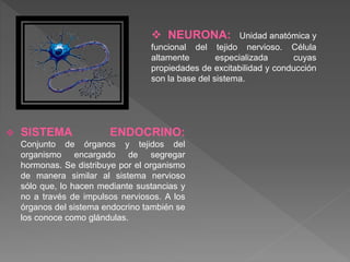  SISTEMA ENDOCRINO:
Conjunto de órganos y tejidos del
organismo encargado de segregar
hormonas. Se distribuye por el organismo
de manera similar al sistema nervioso
sólo que, lo hacen mediante sustancias y
no a través de impulsos nerviosos. A los
órganos del sistema endocrino también se
los conoce como glándulas.
 NEURONA: Unidad anatómica y
funcional del tejido nervioso. Célula
altamente especializada cuyas
propiedades de excitabilidad y conducción
son la base del sistema.
 