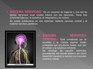  SISTEMA NERVIOSO: Es un conjunto de órganos y una red de
tejidos nerviosos cuya unidad básica son las neuronas. Tiene tres
funciones básicas: la sensitiva, la integradora y la motora.
Se puede subdividirse en dos sistemas: sistema nervioso central y el
sistema nervioso periférico.
 SISTEMA NERVIOSO
CENTRAL: Está constituido por el
encéfalo y la médula espinal. Están
protegidos por envolturas óseas, que son
el cráneo y la columna vertebral.
Se encarga de percibir estímulos
procedentes del mundo exterior así como
transmitir impulsos a nervios y a músculos
instintiva mente.
 