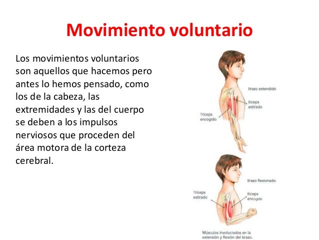 Cuales Son Los Movimientos Voluntarios Ejemplos manufactura.guerreiroweb.com