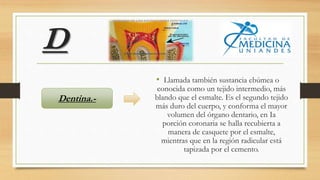 D
• Llamada también sustancia ebúmea o
conocida como un tejido intermedio, más
blando que el esmalte. Es el segundo tejido
más duro del cuerpo, y conforma el mayor
volumen del órgano dentario, en Ia
porción coronaria se halla recubierta a
manera de casquete por el esmalte,
mientras que en la región radicular está
tapizada por el cemento.
Dentina.-
 