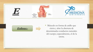 E
• Músculo en forma de anillo que
cierra y abre la abertura de
determinados conductos naturales
del cuerpo; especialmente, el de la
uretra.
Esfínter.-
 