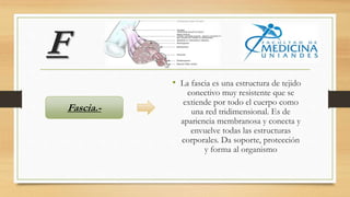 F
• La fascia es una estructura de tejido
conectivo muy resistente que se
extiende por todo el cuerpo como
una red tridimensional. Es de
apariencia membranosa y conecta y
envuelve todas las estructuras
corporales. Da soporte, protección
y forma al organismo
Fascia.-
 