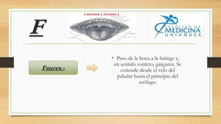 F
• Paso de la boca a la faringe y,
en sentido estricto, garganta. Se
extiende desde el velo del
paladar hasta el principio del
esófago.
Fauces.-
 