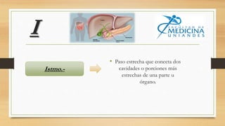 I
• Paso estrecha que conecta dos
cavidades o porciones más
estrechas de una parte u
órgano.
Istmo.-
 
