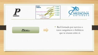 P
• Red formada por nervios o
vasos sanguíneos o linfáticos
que se cruzan entre sí.
Plexo.-
 