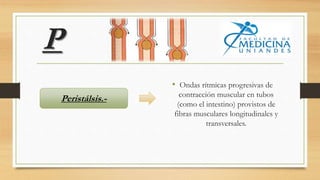 P
• Ondas rítmicas progresivas de
contracción muscular en tubos
(como el intestino) provistos de
fibras musculares longitudinales y
transversales.
Peristálsis.-
 