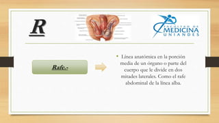 R
• Línea anatómica en la porción
media de un órgano o parte del
cuerpo que le divide en dos
mitades laterales. Como el rafe
abdominal de la línea alba.
Rafe.-
 