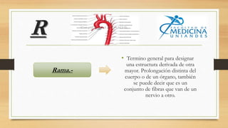 R
• Termino general para designar
una estructura derivada de otra
mayor. Prolongación distinta del
cuerpo o de un órgano, también
se puede decir que es un
conjunto de fibras que van de un
nervio a otro.
Rama.-
 