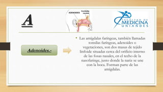 A
• Las amígdalas faríngeas, también llamadas
tonsilas faríngeas, adenoides o
vegetaciones, son dos masas de tejido
linfoide situadas cerca del orificio interno
de las fosas nasales, en el techo de la
nasofaringe, justo donde la nariz se une
con la boca. Forman parte de las
amígdalas.
Adenoides.-
 