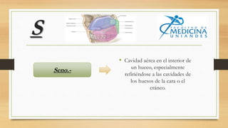 S
• Cavidad aérea en el interior de
un hueco, especialmente
refiriéndose a las cavidades de
los huesos de la cara o el
cráneo.
Seno.-
 