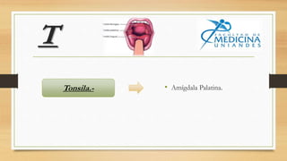 T
• Amígdala Palatina.Tonsila.-
 