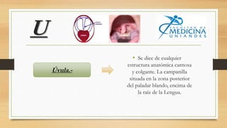 U
• Se dice de cualquier
estructura anatómica carnosa
y colgante. La campanilla
situada en la zona posterior
del paladar blando, encima de
la raíz de la Lengua.
Úvula.-
 