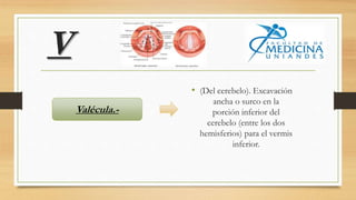 V
• (Del cerebelo). Excavación
ancha o surco en la
porción inferior del
cerebelo (entre los dos
hemisferios) para el vermis
inferior.
Valécula.-
 