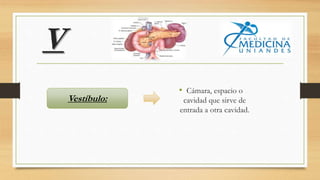 V
• Cámara, espacio o
cavidad que sirve de
entrada a otra cavidad.
Vestíbulo:
 