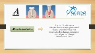 A
• Son las divisiones en
compartimentos que presenta el
hueso alveolar donde van
insertados los dientes, separados
entre sí por un tabique
interalveolar óseo.
Alveolo dentario.-
 