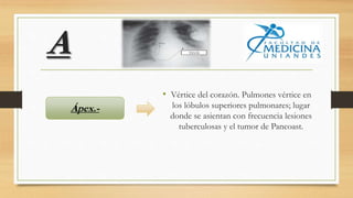 A
• Vértice del corazón. Pulmones vértice en
los lóbulos superiores pulmonares; lugar
donde se asientan con frecuencia lesiones
tuberculosas y el tumor de Pancoast.
Ápex.-
 